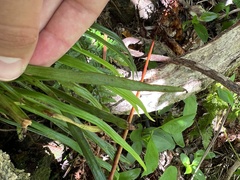 Haplopteris elongata