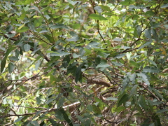 Eucalyptus guilfoylei