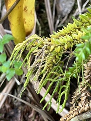 Phlegmariurus australis