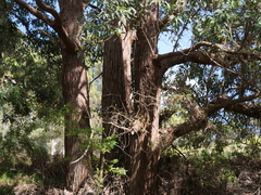 Eucalyptus guilfoylei