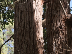 Eucalyptus guilfoylei