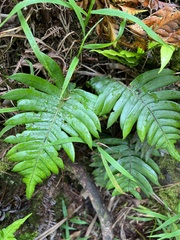 Cranfillia glabrescens
