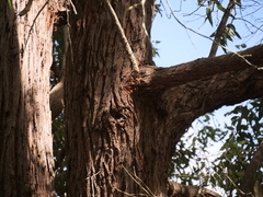 Eucalyptus guilfoylei