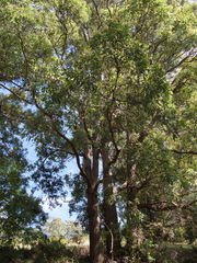 Eucalyptus guilfoylei
