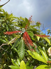 Pterophylla samoensis