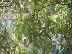 Eucalyptus guilfoylei