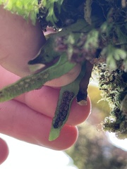 Oreogrammitis cheesemanii