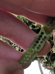 Oreogrammitis cheesemanii