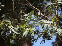 Eucalyptus guilfoylei