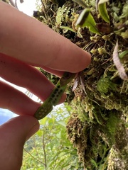 Oreogrammitis cheesemanii