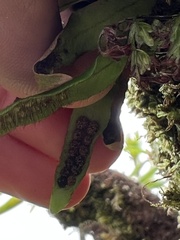 Oreogrammitis cheesemanii