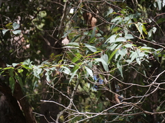 Eucalyptus guilfoylei