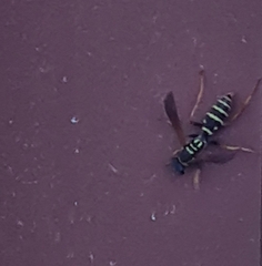 Polistes dominula