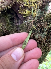 Oreogrammitis cheesemanii