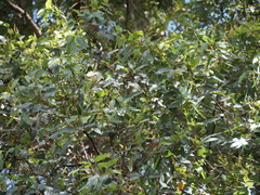 Eucalyptus guilfoylei