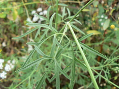 Trachyspermum roxburghianum