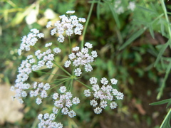 Trachyspermum roxburghianum