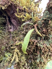 Oreogrammitis cheesemanii