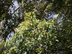 Eucalyptus guilfoylei