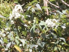 Eucalyptus guilfoylei
