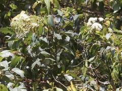 Eucalyptus guilfoylei
