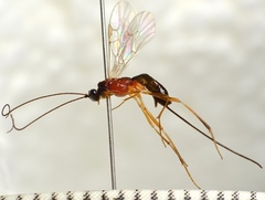 Macrocentrus cingulum