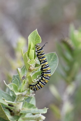 Gomphocarpus cancellatus
