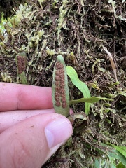 Oreogrammitis cheesemanii