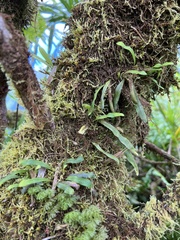 Oreogrammitis cheesemanii