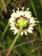 Cephalaria