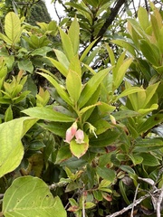Vaccinium cereum (Vaccinium cereum)