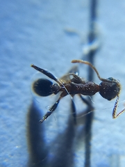 Pheidole spathifera