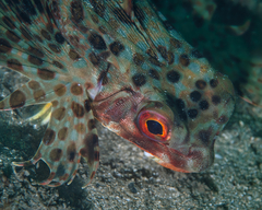 Dactyloptena orientalis