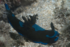 Tambja morosa