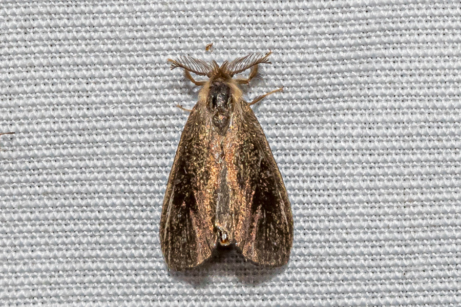 Amatissa cuprea