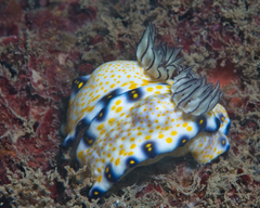 Hypselodoris imperialis