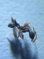 Pheidole spathifera