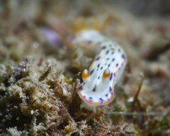 Hypselodoris bertschi
