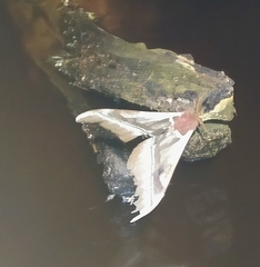 Bunaea alcinoe