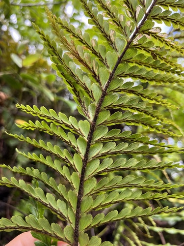 Speenwort (Asplenium caudatum)