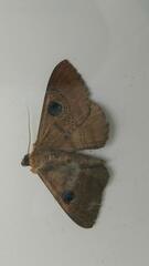 Dasypodia selenophora