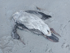 Phalacrocorax punctatus