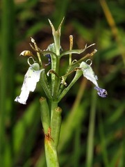 Moraea pubiflora