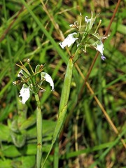 Moraea pubiflora