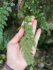 Asplenium parksii