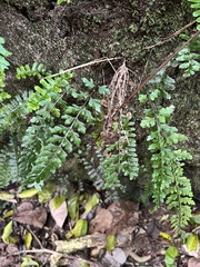 Asplenium parksii