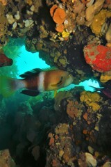 Notolabrus tetricus