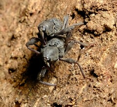 Onidistus araneus