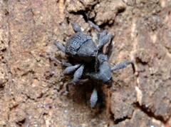 Onidistus araneus