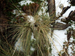 Festuca tolucensis
